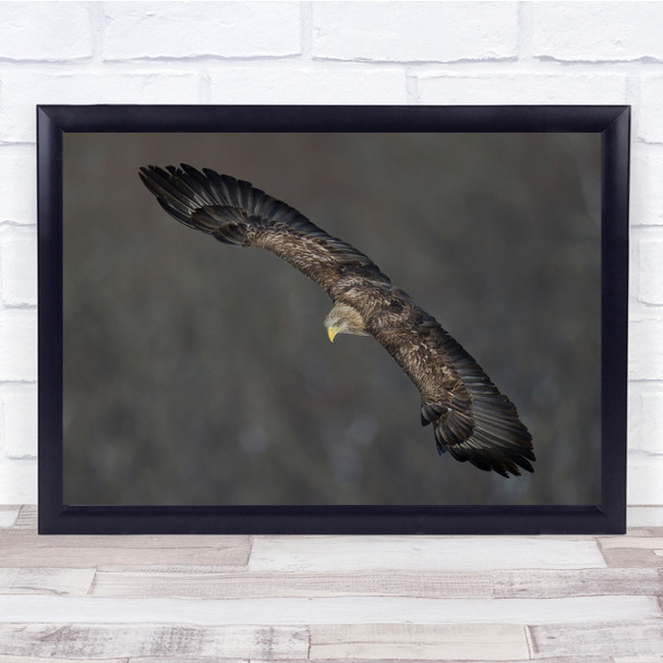 Nature wildlife eagle bird flying Wall Art Print