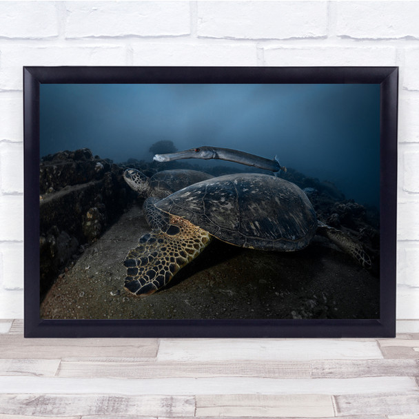 Underwater Turtles Shell Wildlife Wall Art Print