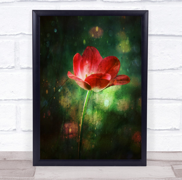 The Red Tulip flower watercolour Wall Art Print