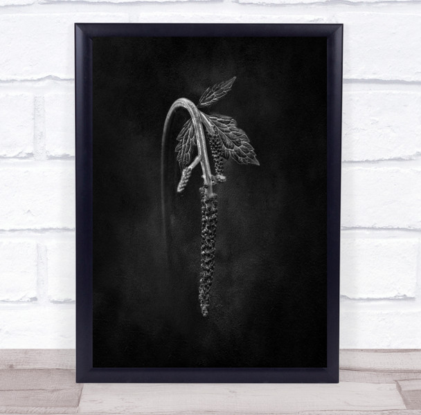 Nature Plant Leaf Seed Inclined Wall Art Print