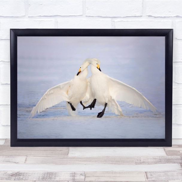 Japan Swans Wildlife hugging Wall Art Print
