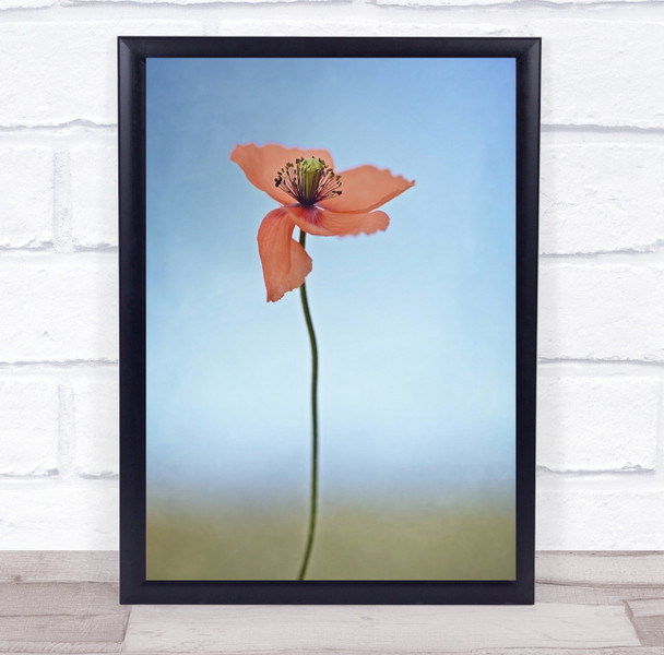 Red Poppy alone flower Wall Art Print