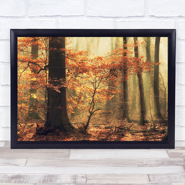 Autumn Tree Leaves Orange Netherlands Seasons Season Wall Art Print