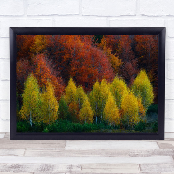 Colour Colourful Autumn Fall Trees Park Forest Birch Art Print