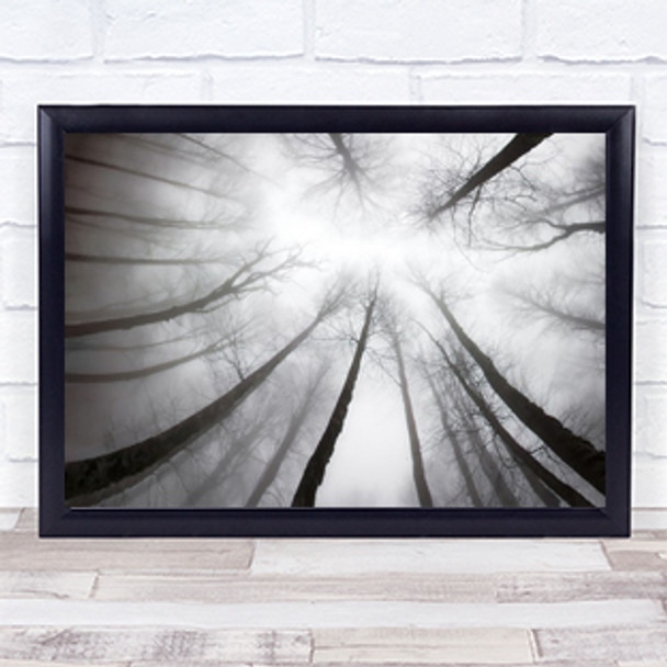 Nerves Perspective Forest Trees Tall High Fog Mist Haze Wall Art Print Nerves Perspective Forest Trees Tall High Fog Mist Haze Wall Art Print