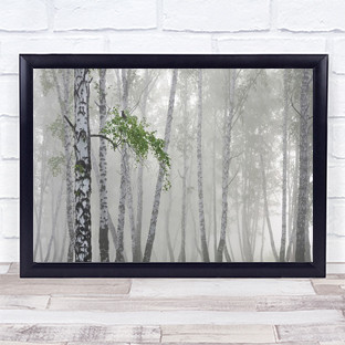 Non Flying Weather Birch Trees Tree Fog Mist Haze Wall Art Print