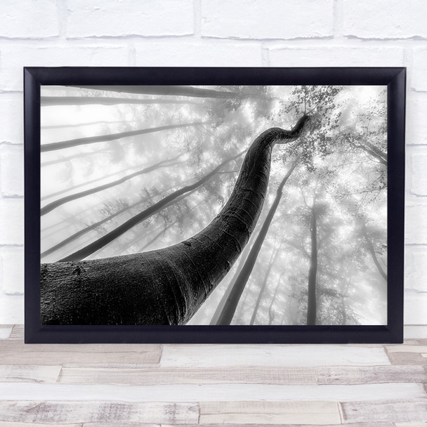 Tree Shapes Shape Forest Foggy Beech Trunk Perspective Wall Art Print