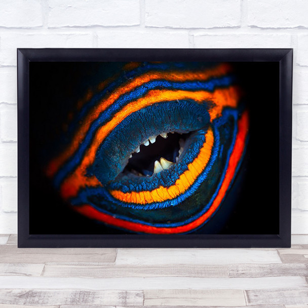 Orange Lined Triggerfish Underwater Fish Lagoon Colourful Orange Lined Art Print