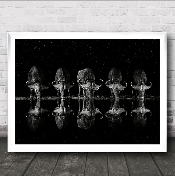 Africa Buffaloes Safari Buffalo Buffalos Horned Reflection Wall Art Print