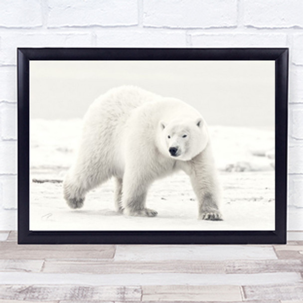 Alaskan King Polar bear Wildlife Animal Alaska Polar Bear Bears Wall Art Print