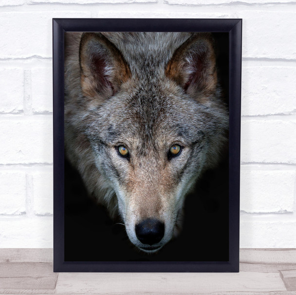 All the better to see you Timber Wolf Animal Eyes Furry Wildlife Wall Art Print