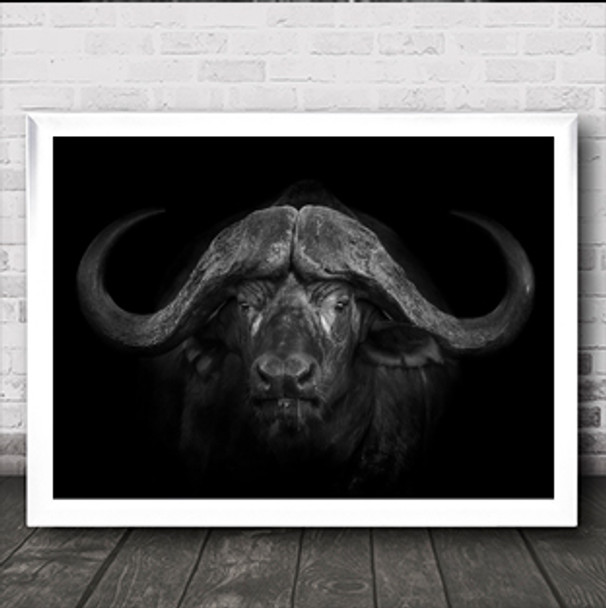 Big Horns Africa Buffalo Kruger Motswari Nature Safari Wildlife Art Print