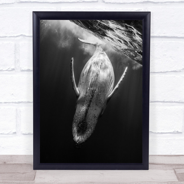 Black A Whale Humpback Calf Underwater Reunion Island Baleine Majestic Art Print