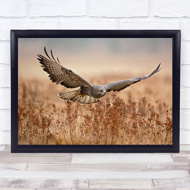 Common Buzzard Field Wings Fly Flight Wildlife Wild Wall Art Print