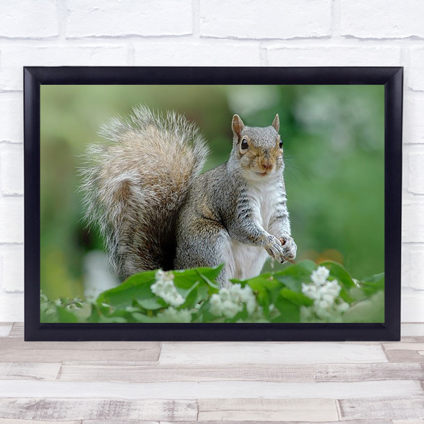 Eastern Grey Squirrel Cute Tail Summer Fur Furry Wildlife Wild Nature Art Print