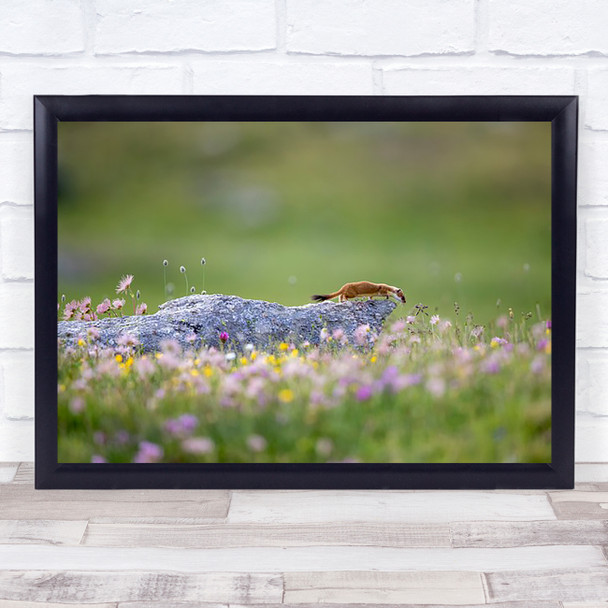 Ermine on patrol Flowers Animals Wildlife Wild Nature Rock Wall Art Print