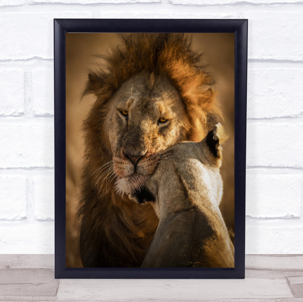Give me some Love wildlife Animals Travel Eyes Kenya Lion Africa Art Print