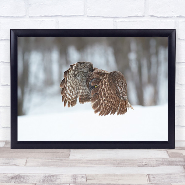 Great Grey Owl Winter Snow Wings Wall Art Print Great Grey Owl Winter Snow Wings Wall Art Print