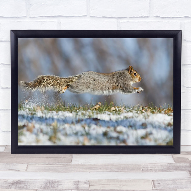 High Speed Squirrel Canada Cute Funny Wildlife Running Run Wall Art Print