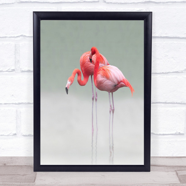 Just We Two Nature Animals Red Flamingo Bird Animal Wildlife Art Print