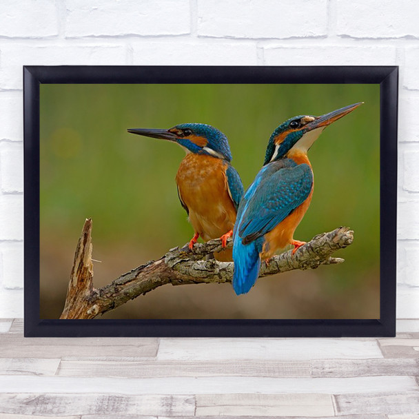 Kingfisher Pair Couple Birds Nature Wildlife Branch Wild Bokeh Wall Art Print