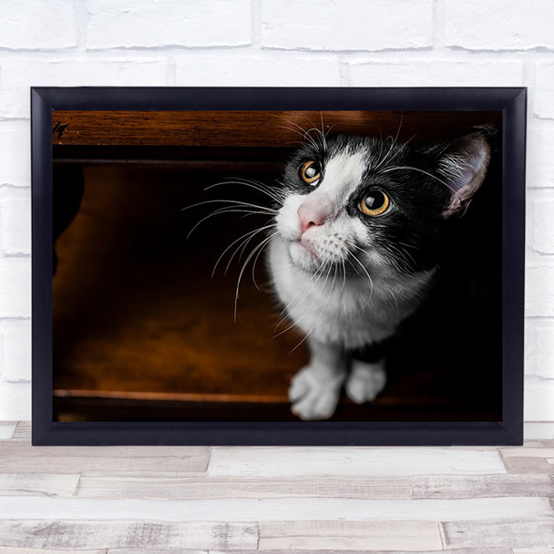 Kitten Cat Cute Wall Art Print