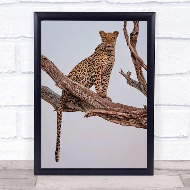 Leopard Botswana Wildlife Safari Africa Feline Nature Animal Animals Art Print