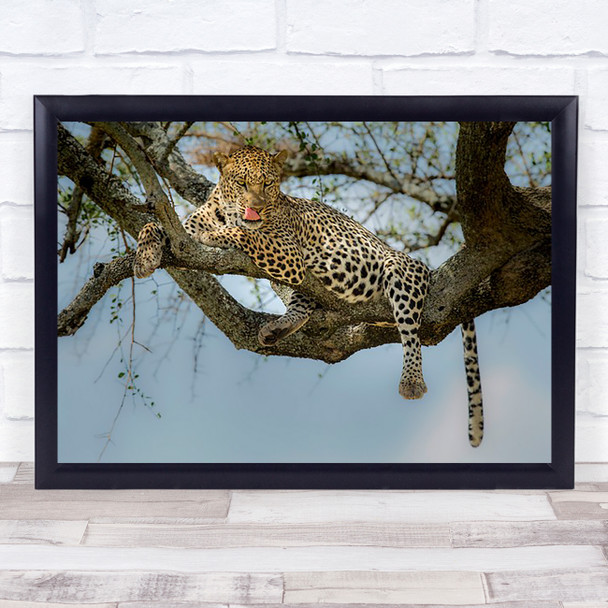 Leopard Tongue Lick Licking Hungry Rest Resting Wall Art Print