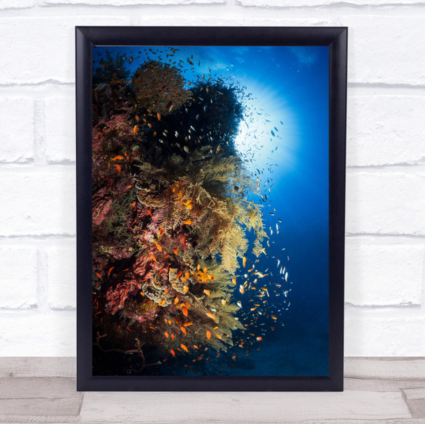 Life explosion Underwater Reef Ocean Sea Fish Coral Lagoon Moheli Wall Art Print