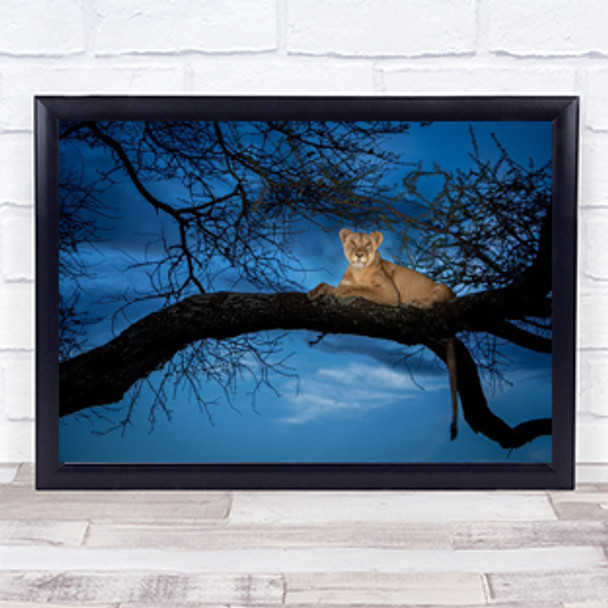 Lioness Lion Tree Climbing Sunset night sky Wall Art Print