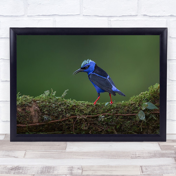 Little But Fierce Wildlife Nature Animals Blue Costa Rica Birds Art Print