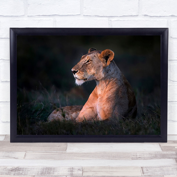 Lone lioness sunrise Wild Nature Animal Wall Art Print