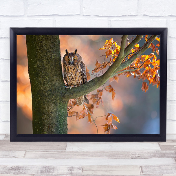 Long Eared Owl Bird Branch Autumn Fall Tree Bokeh Wildlife Animal Wall Art Print