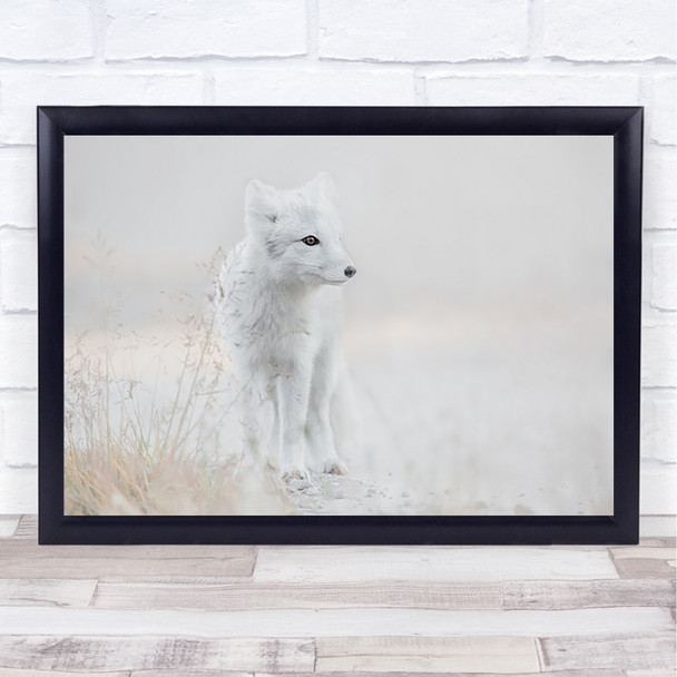 Looking around Animal Animals Fox Cute Arctic Wall Art Print