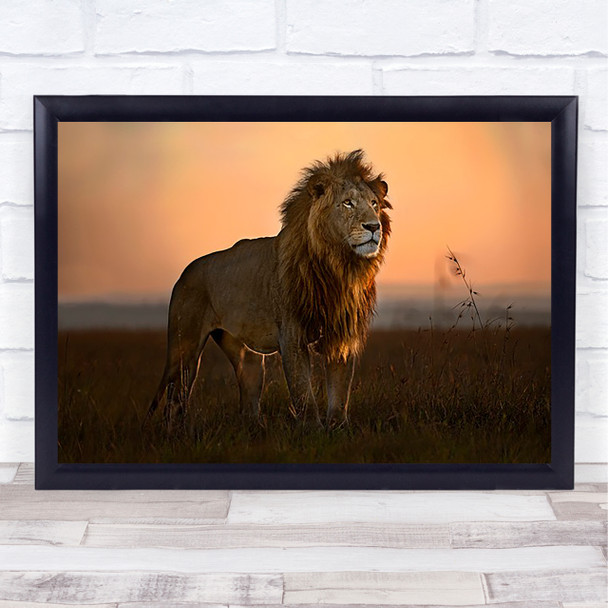 morning light Africa Lion Safari Kenya Savannah Plains Wall Art Print