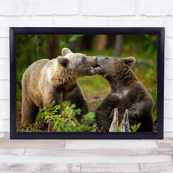 Mouth-to-mouth Bear Finland Taiga Brown Bears Wall Art Print
