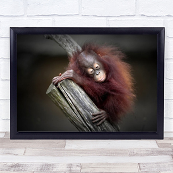 ORANGUTAN BABY Animals Monkey Orangutang Fur Wall Art Print