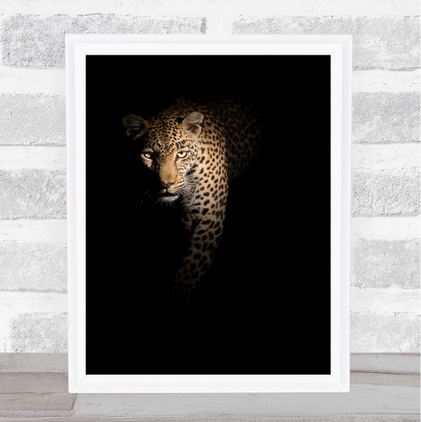 Out of the darkness Leopard Wildlife Africa Nature Feline Dark Wall Art Print