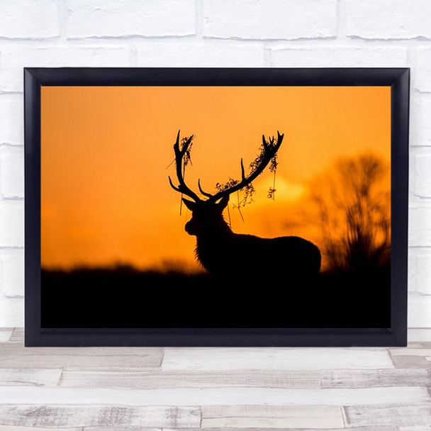 Red Deer Stag Silhouette Sunrise Wildlife Wild Nature Animal Wall Art Print