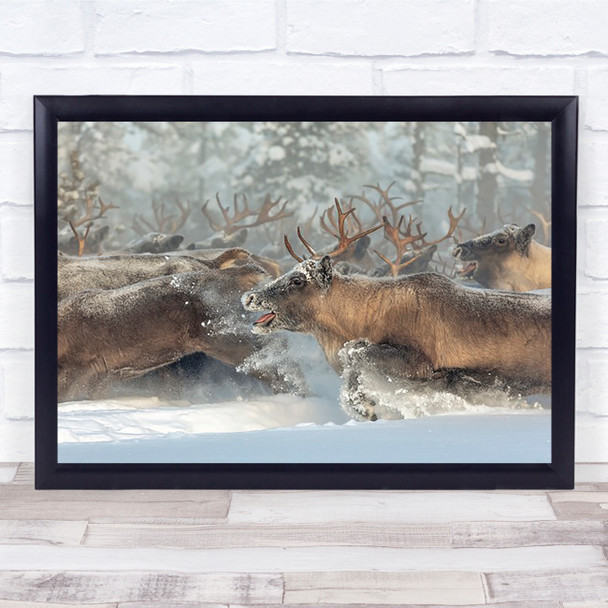 Reindeers III Animal Animals Reindeer Winter Snow Deer Russia Tongue Art Print