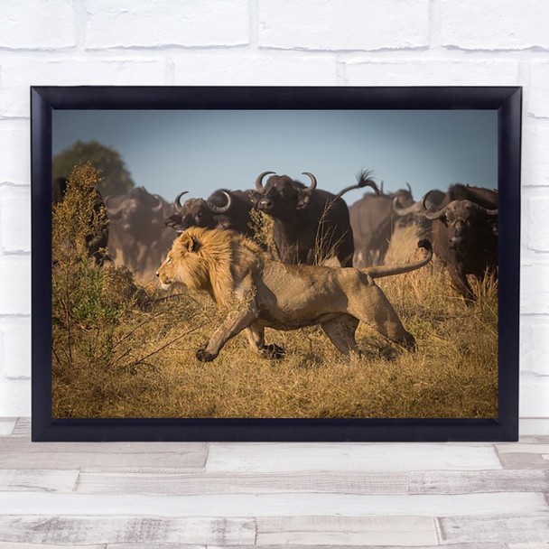 Running For His Life Nature Animal Wildlife Lion Safari Africa Buffalo Art Print