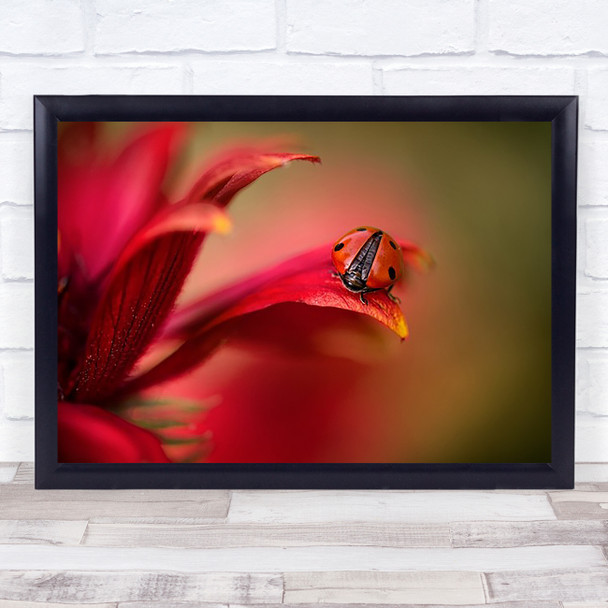 Simply Red Ladybird Ladybug Bokeh Flower Flowers Soft Wall Art Print