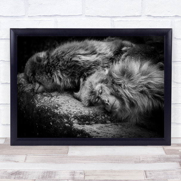 Sleeping Monkey Ape Tired Resting Animal Relax Wall Art Print