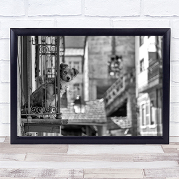 Street Dog Balcony Animals Urban Town City Cityscape Wall Art Print