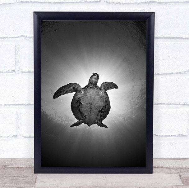 Sun Sea Turtle Philippines Fish Black White Wall Art Print