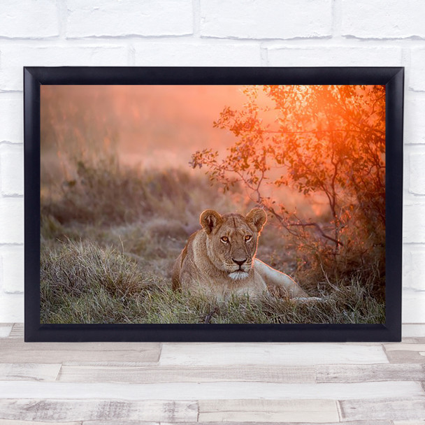 Sunset Lioness Wildlife Wild Nature Animal Animals Lion Feline Africa Art Print