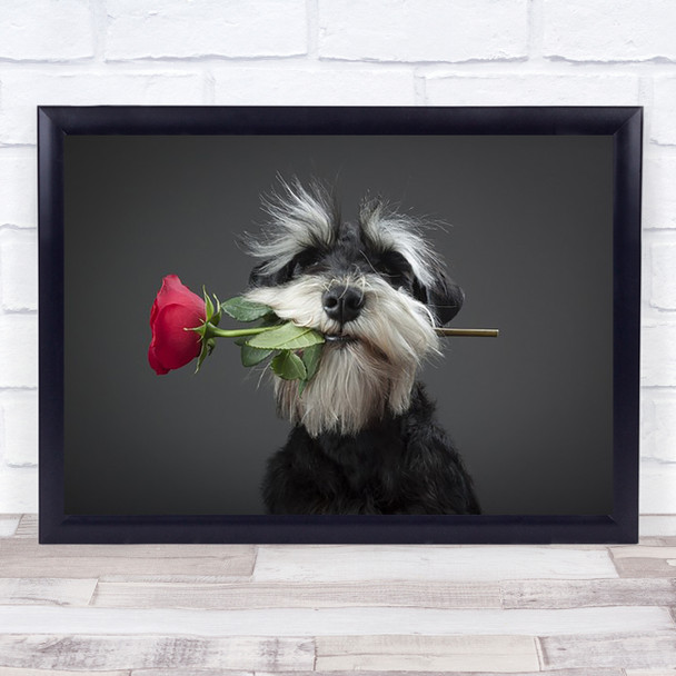 Tango Dancer Dog Miniature Schnauzer Rose Roses Flower Wall Art Print