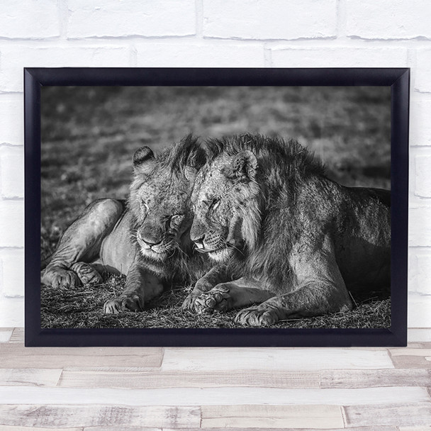 The Aging Alliance Lion Feline Africa Masai Mara Safari Savannah Wall Art Print