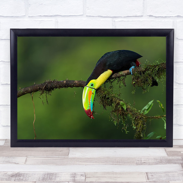 The Colours Of Costa Rica Nature Bird Branch Perrot Beak Art Print