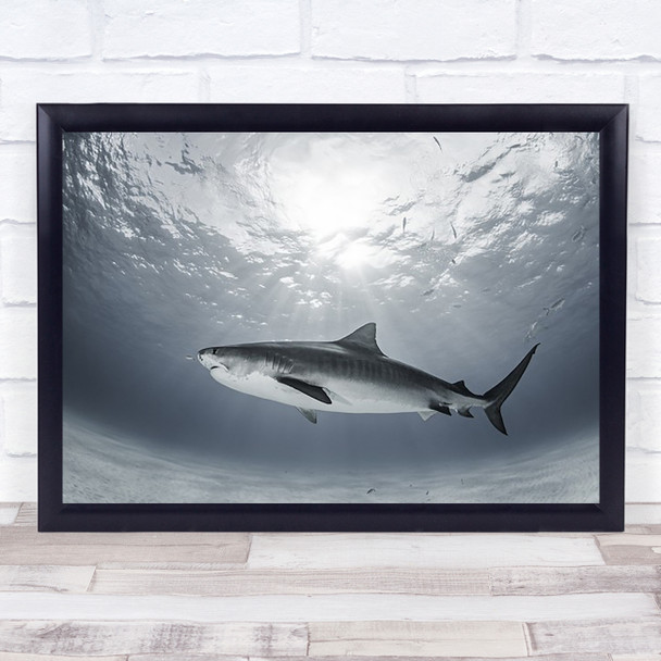 Tiger Rays Shark Light Bottom Deep Sun Underwater Wall Art Print